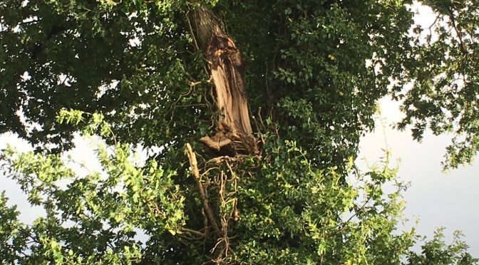 Sturm beschädigt Eiche